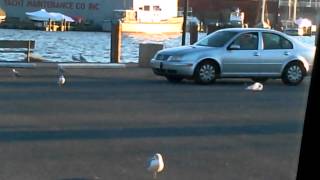 Seagulls surround and poop on occupied car [upl. by Adair]