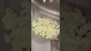 Clabbered Milk Cottage Cheese rawmilk homemade homestead cottagecheese dextercattle [upl. by Neibaf777]