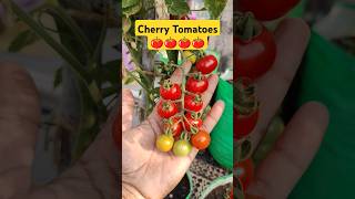 Grow Cherry Tomato at Home Garden terracegardning cherrytomatoes homegarden vegetablegardening [upl. by Esom]