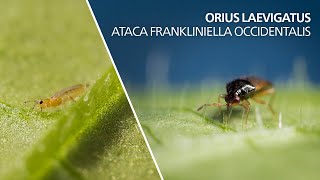 Orius laevigatus ataca Frankliniella occidentalis [upl. by Lemhar]