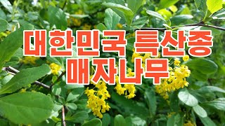 매자나무 특산종 Korean Barberry [upl. by Suisyola]