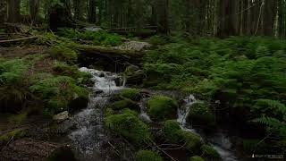 2 minutes of tranquility  small brook flowing through ferny forest [upl. by Akinat]