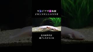 サンピアザ水族館2024 メキシコサンショウウオ消えない刷り込み [upl. by Nimref]