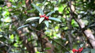 「香港中草藥探索之旅」植物導賞影片  小羅傘 Ardisia lindleyana [upl. by Iohk]