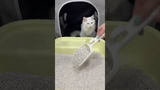 Cat litter factory Cheap cat litter pricesHighly costeffective cat litterCat litter testcute [upl. by Jone426]