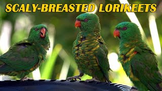 Scaly breasted Lorikeets [upl. by Zel579]