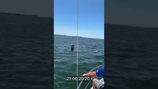 2024 Nacra 17 Junior WC  Race 1 of Reaching Starts [upl. by Felipe]