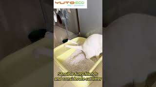 Cat litter testCat litter china suppliercheap cat litterCat litter wholesale pricecat petcare [upl. by Lamraj]