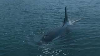 Orca  Killer Whale  Hardangerfjord in Norway  Olaf Rudolfsen 2024 [upl. by Enixam]