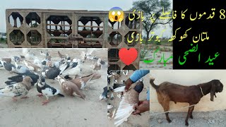 Multan Khokha Kabootar bazzi 8 Foot Distance Eid Mubarak Kabootar bazz 360° [upl. by Joyce]