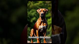 Rhodesian Ridgeback [upl. by O'Dell]