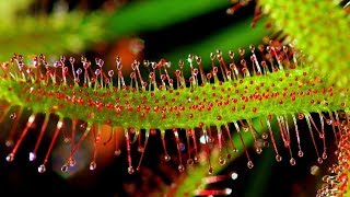 SUNDEW DROSERA CARE CONDITIONS  Carnivorous plants [upl. by Fauver]