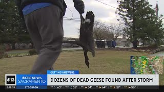 Dozens of dead geese found in Sacramento area after storm [upl. by Junieta]