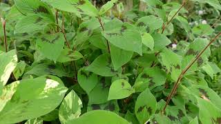 Persicaria virginiana var filiformis [upl. by Alda]