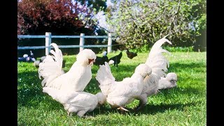 Galline Ornamentali le 10 razze più belle [upl. by Ettelohcin]