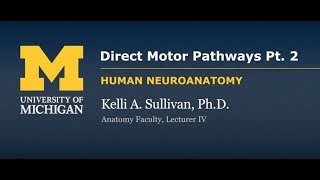 Nervous System Direct Motor Pathways part 2 [upl. by Aenil]