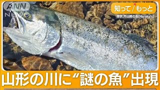 “謎の魚”相次いで釣りあげられる 自然界にいないはずが…幼魚約1000匹を勝手に放流【グッド！モーニング】2024年4月11日 [upl. by Haelak625]