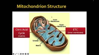 Cell Respiration Lecture Video [upl. by Harahs]