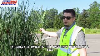 WHY ARE PHRAGMITES A PROBLEM [upl. by Anirtap33]