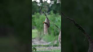 9 October 2024 Baya weaver birds [upl. by Drahcir977]