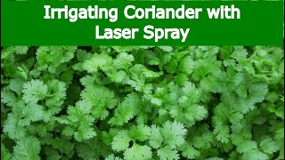 CORIANDER – Irrigation with Laser Spray Rain Pipe  Rain Hose [upl. by Derfliw38]