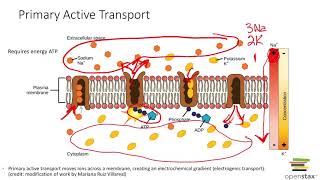 Active Transport Primary amp Secondary [upl. by Anale]