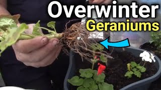 How to Overwinter Geraniums for Beginners Simple amp Effective Tips [upl. by Beka895]