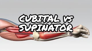 Surprising Differences Between Cubital Tunnel vs Supinator Syndrome Diagnosis [upl. by Pax257]