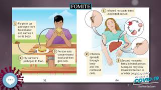 Fomite 🧫👩🏾‍⚕‍🤒 Everything Viruses amp COVID19 🤒👩‍⚕‍🧫 [upl. by Llertrac373]