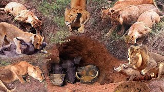 What Warthog Had To Do To Escape The Lions Hunt Survival Battle The Harsh Life of Animal World [upl. by Roselba]