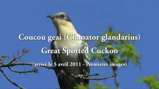 Coucou geai Clamator glandarius  Great Spotted Cuckoo [upl. by Radbourne263]