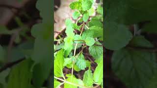 FRESH Mint in my garden [upl. by Kirkwood]