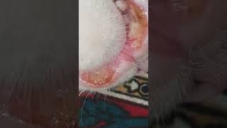 eosinophilic granuloma complex In cats mouth [upl. by Edmonda]