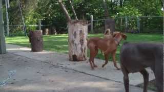 Vizsla Weimaraner mixed breed playing [upl. by Rohclem]