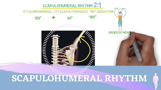 Scapulohumeral Rhythm Simple Animation I Shoulder Kinesiology [upl. by Anawed]