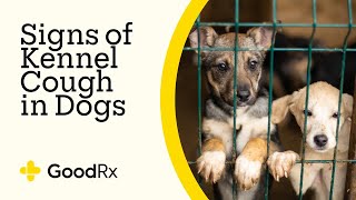 7 Signs of Kennel Cough in Dogs  GoodRx [upl. by Akeemaj]