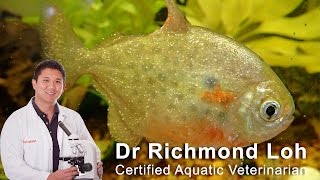 How to identify and cure ICH white spot disease in aquarium fish [upl. by Tioneb]