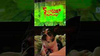 Svengoolie Saturday  Molly amp Mickey ❤️🐾❤️🐾 twohappybostons svengoolie [upl. by Anin928]