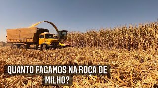 COMO FAZER SILAGEM DA ESPIGA DO MILHO “SNAPLAGE” [upl. by Norrab]