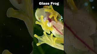 quotGlass Frog Nature’s Incredible Transparent Wonder  Amazing Animal Factsquot [upl. by Auod]