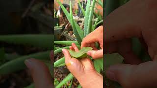 Discover the wonderful uses of aloe vera shorts aloevera [upl. by Goldarina]