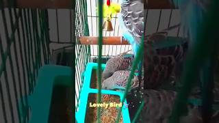 budgerigar 🐦mybirds birdslover birdsfeeding budgerigarpakhi birds wildbirds shorts foryou [upl. by Pritchett]