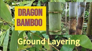 Bamboo Propagation l Ground Layering of Dendrocalamus Giganteus [upl. by Tehc]