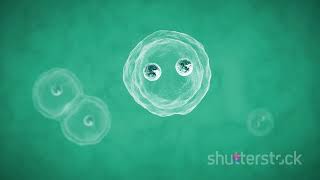 Mitosis and Meiosiscellcycle [upl. by Ecnatsnok863]