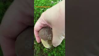 Boletus ReticulatusJuly 2024 asmr asmrmushrooms fungi boletus porchini mushroomhunting [upl. by Ivy719]