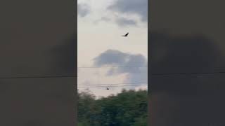 Four Roosting Magpies Flying In The Wind birds avian nature [upl. by Guimond]