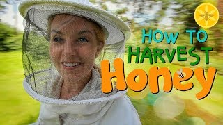 How to Harvest Honey  Beekeeping with Maddie 12 [upl. by Seiber]