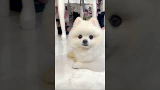 Pomeranian Pomeranian baby silly puppy cute dog [upl. by Abijah116]