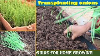 How to transplant onion seedlings  Terrace Garden  Gardening for beginners [upl. by Delgado563]