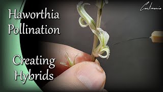 How to Pollinate Haworthia Flowers  Haworthia Pollination Technique  Haworthia Hybrids [upl. by Gardy112]